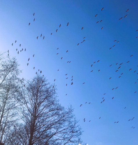 Zosu armādas virs Lielā Kalupes ezera