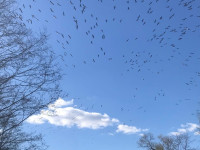 Zosu armādas virs Lielā Kalupes ezera