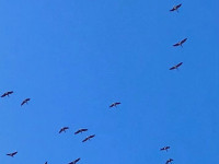 Zosu armādas virs Lielā Kalupes ezera