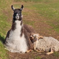 Mīluļu fotosesija: minizoodārza 
