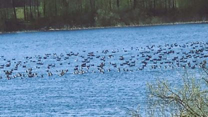 Attēls rakstam: Zosu armādas virs Lielā Kalupes ezera