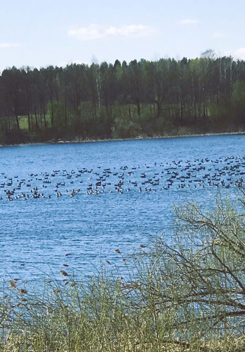 Zosu armādas virs Lielā Kalupes ezera