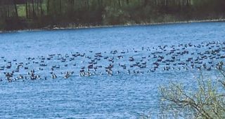 Attēls rakstam: Zosu armādas virs Lielā Kalupes ezera