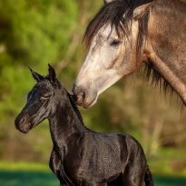 Mīluļu fotosesija: Meita un mamma minizoodārzā 