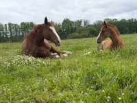 Divtuvība: Zirgu mamma un bērns
