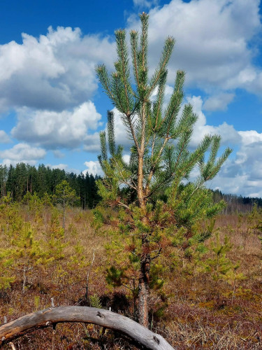 Skaista diena Pelēču ezera purva takā