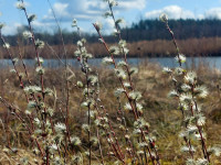 Skaista diena Pelēču ezera purva takā
