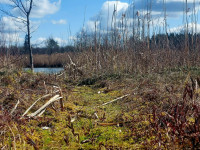 Skaista diena Pelēču ezera purva takā