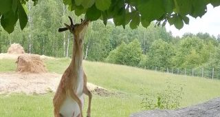 Attēls rakstam: Aglonas briežu dārzs: Ja es būtu žirafe...