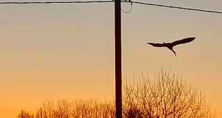 Attēls rakstam: Stārķu laiks Latgalē