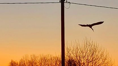 Attēls rakstam: Stārķu laiks Latgalē