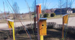 Attēls rakstam: Sēlija rotājas Šēderē