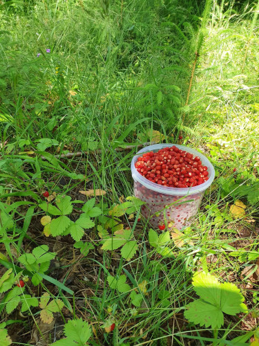 Valērija Dudeniča meža zemeņu klusādaba