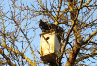 Kaimiņienes Mines pavasarceļojums...