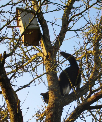 Kaimiņienes Mines pavasarceļojums...