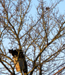 Kaimiņienes Mines pavasarceļojums...