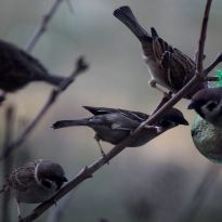 Arvīda Gļaudas pavasarmirklis Rēzeknē

Egita Terēze Jonāne, egitalobs@gmail.com

#lobs_lv #pavasarmirklis #rezekne #arvidsglauda #latgale #latvija #dzivessvinesana #springtime #birds #latvia #celebratelife @sekotaji