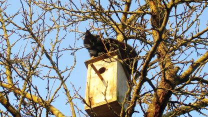 Attēls rakstam: Kaimiņienes Mines pavasarceļojums...