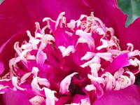 Apciemo Lidijas Brices peoniju dārzu Ārdavā!