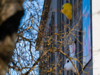 Latgale rotājas Daugavpilī