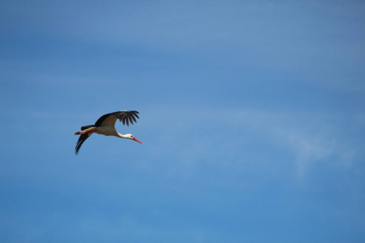 Stārķu pavasarmirkļi