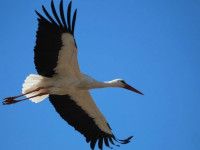 Stārķu pavasarmirkļi