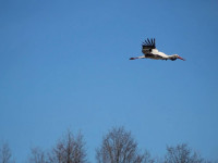 Stārķu pavasarmirkļi