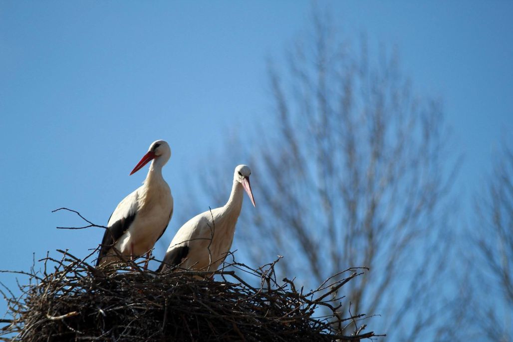 Stārķu pavasarmirkļi