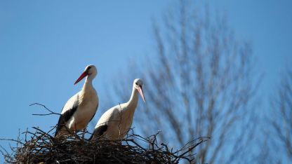 Attēls rakstam: Stārķu pavasarmirkļi