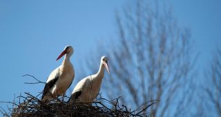 Attēls rakstam: Stārķu pavasarmirkļi