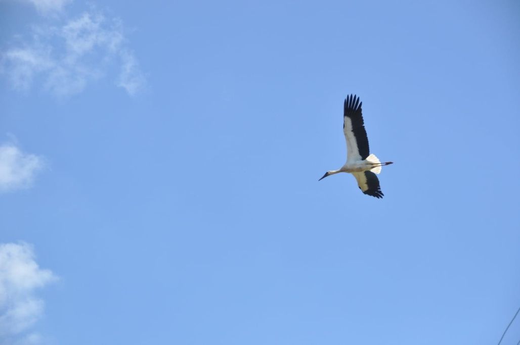 Stārķis vairs nelidos uz ligzdu...