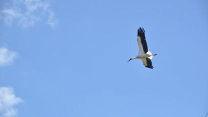 Attēls rakstam: Stārķis vairs nelidos uz ligzdu...