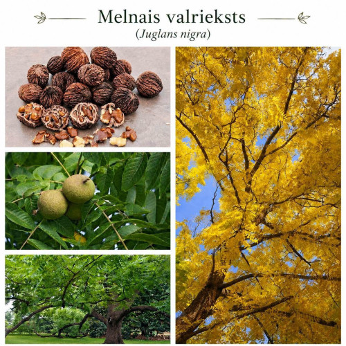 Andrupenē lolo riekstkokus