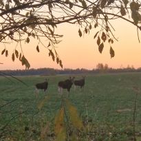Jekaterinas Gabrusjonokas atvasarmirklis Latgalē

Egita Terēze Jonāne, egitalobs@gmail.com

#lobs_lv #atvasarmirklis #latgale #jekaterinagabrusjonoka #dzivessvinesana @sekotaji