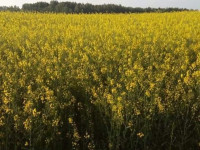 Antoņinas Kalvišas fotostāsts