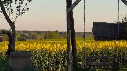 Attēls rakstam: Vai lūdzu atsūtīsi rapša bildi?🌼