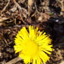 Annas Abužes pavasarziedēšanas klusādaba Putranos

Egita Terēze Jonāne, egitalobs@gmail.com

#lobs_lv #pavasarziedesana #putrani #annaabuze #latgale #latvija #dzivessvinesana #springtime #flowers #latvia #celebratelife @sekotaji