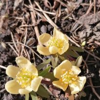 Zinaīdas Adamovičas dārza pavasarziedēšana

Egita Terēze Jonāne, egitalobs@gmail.com