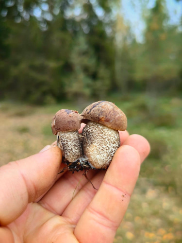 Māris Māris: Sēņu sezonas noslēguma cēliens