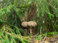 Māris Māris: Sēņu sezonas noslēguma cēliens