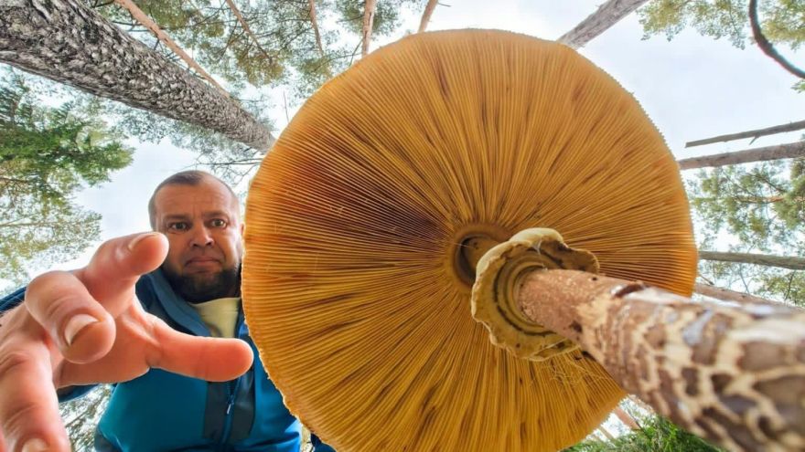 Attēls rakstam: Māris Māris: Sēņu sezonas noslēguma cēliens