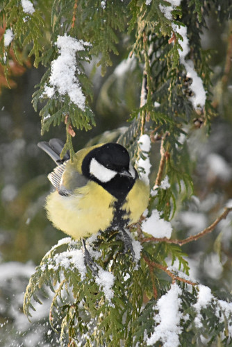 Kāpēc putni ir aizraujoši fotostāstos?