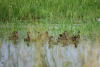 Kāpēc putni ir aizraujoši fotostāstos?