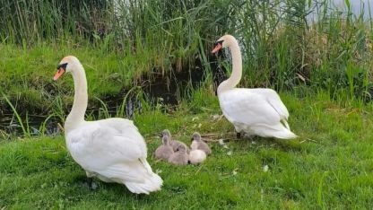 Attēls rakstam: Gulbja Vasīlija stāsts ar laimīgām beigām