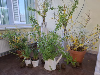 Pavasaris ienācis Riebiņu pamatskolā