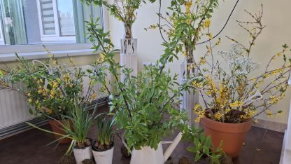 Attēls rakstam: Pavasaris ienācis Riebiņu pamatskolā