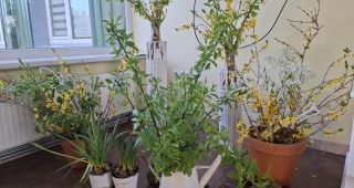 Attēls rakstam: Pavasaris ienācis Riebiņu pamatskolā