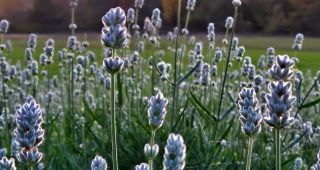Attēls rakstam: Aija Rancāne: Lavandrūtu rudens fotostāstos