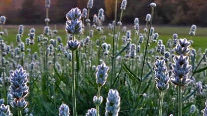 Attēls rakstam: Aija Rancāne: Lavandrūtu rudens fotostāstos