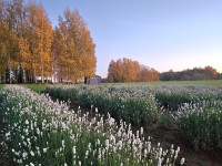 Aija Rancāne: Lavandrūtu rudens fotostāstos